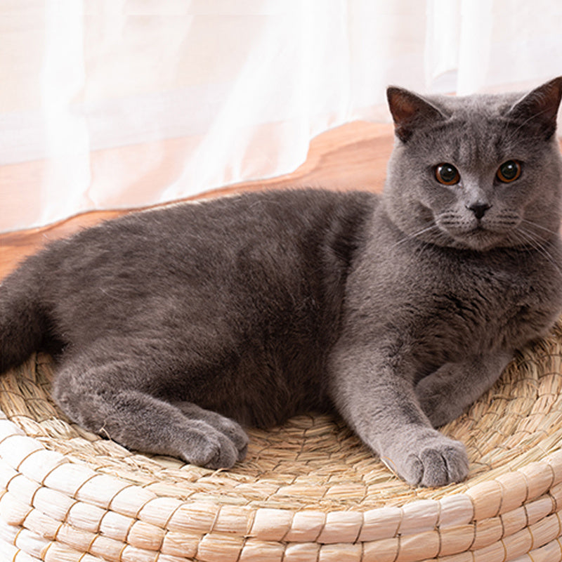 Teng Wok Felt House Cat Bed - Black & Elva