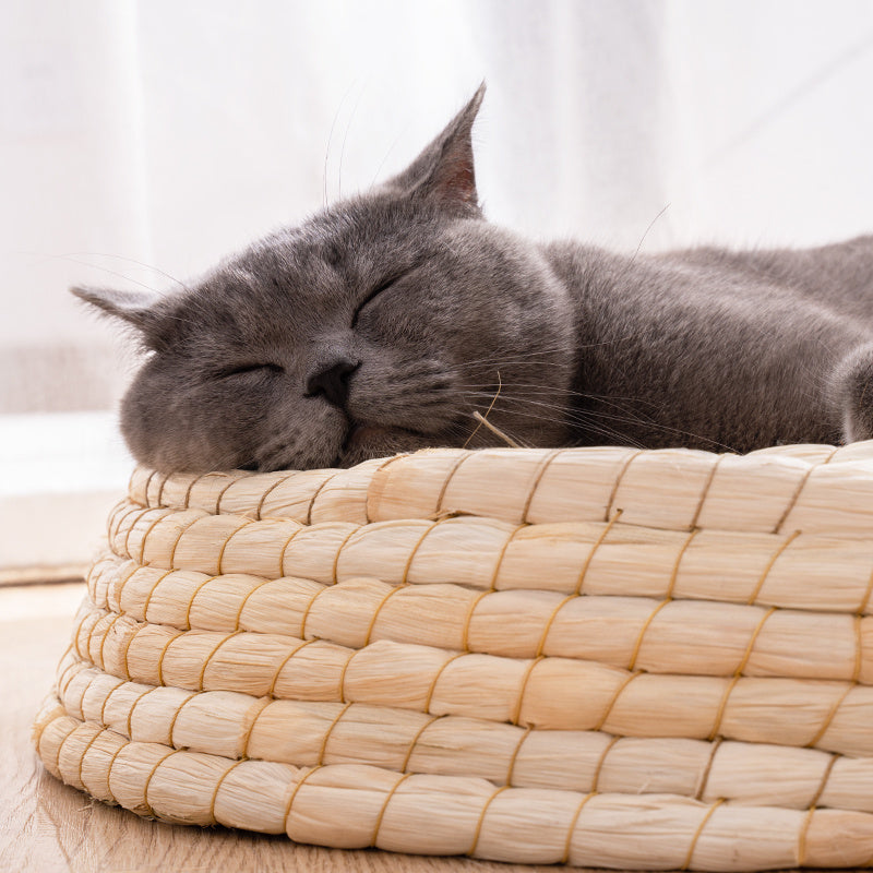 Teng Wok Felt House Cat Bed - Black & Elva