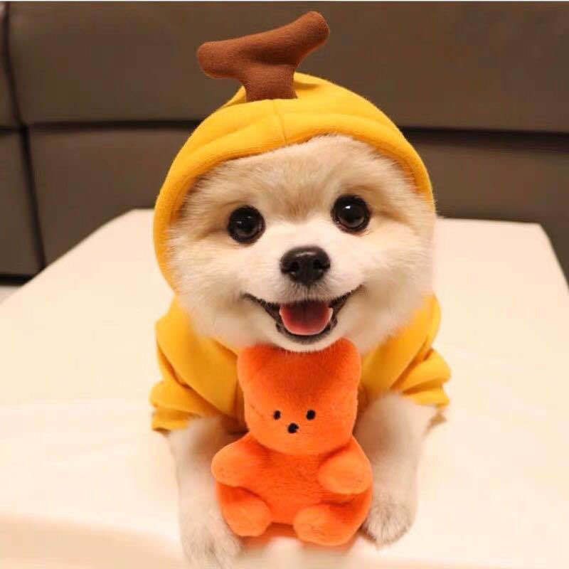 Warm Fleece Hoodie for Small Dogs – Cute Fruit Design for Puppies & Cats - Black & Elva