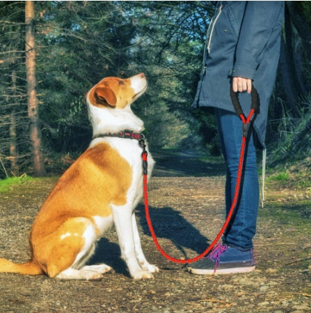 Reflective Nylon Dog Leash – Durable Rope for Walking & Training - Black & Elva