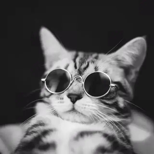 Pet Sunglasses - Black & Elva