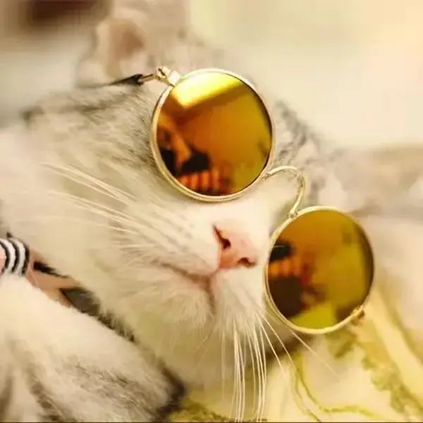 Pet Sunglasses - Black & Elva