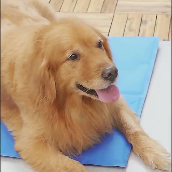 Pet Ice Pad Gel Cooling Ice Pad Summer Pet Pad Dog